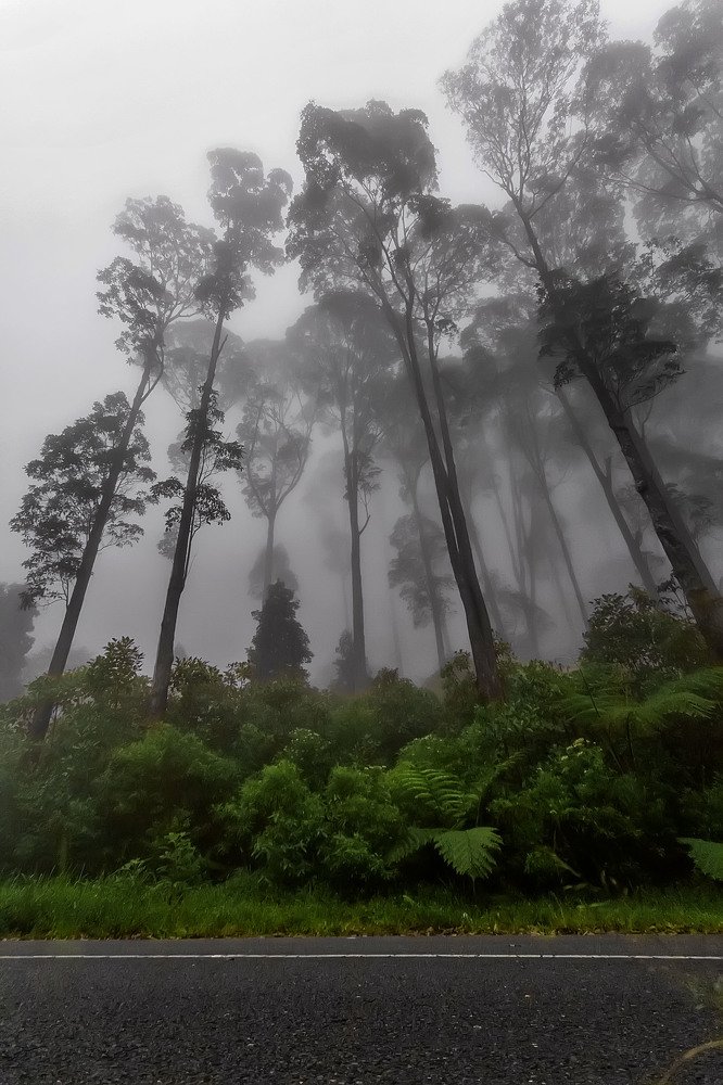 Jungle and fog