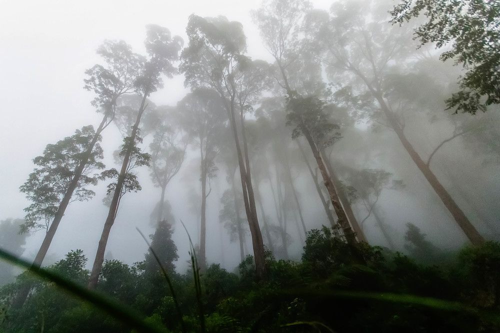 Jungle and fog (1)