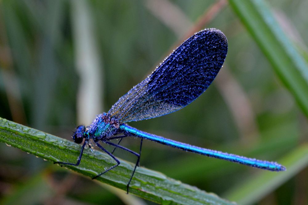 Bathed by the morning dew