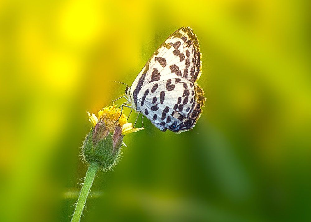 Butterfly_1