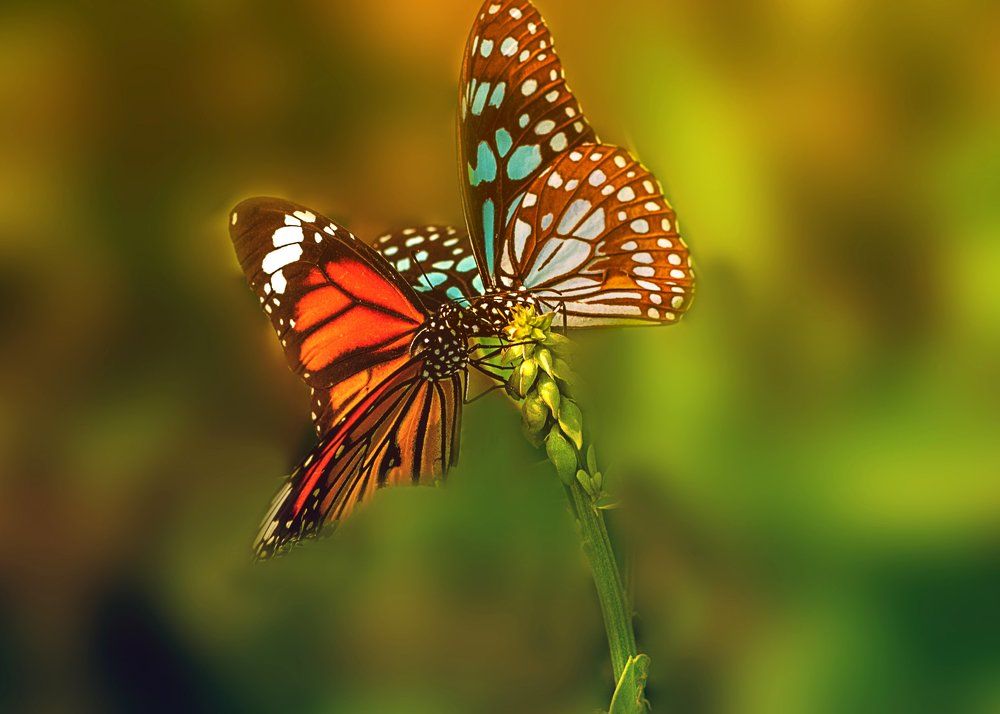 Butterfly_2