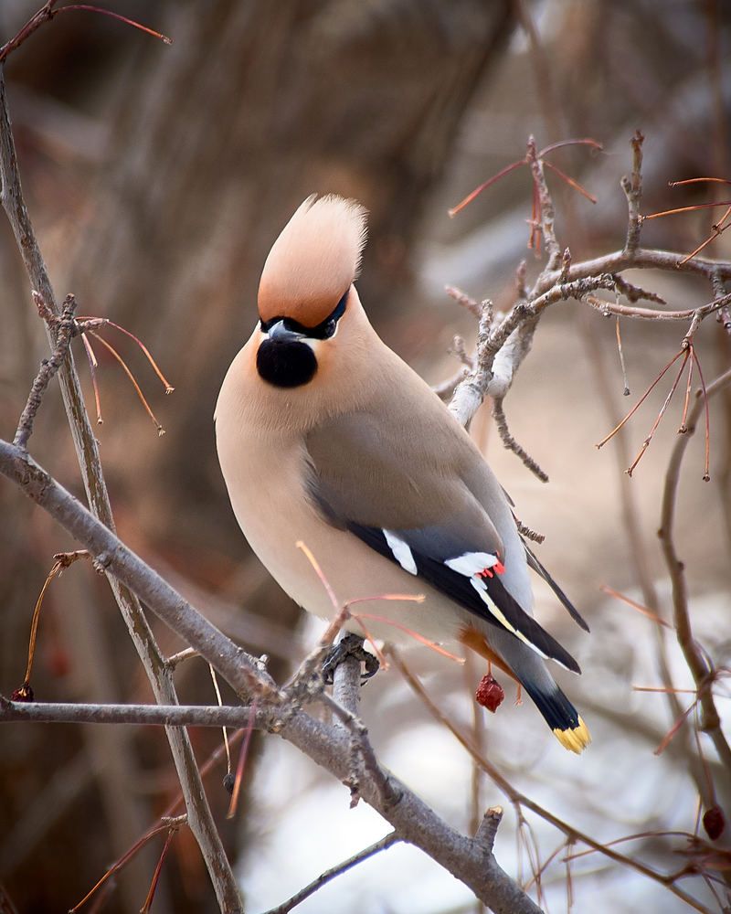 Свиристель