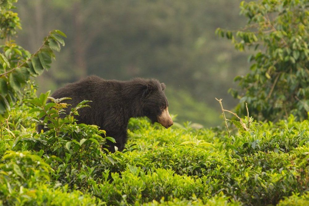 Sloth Bear