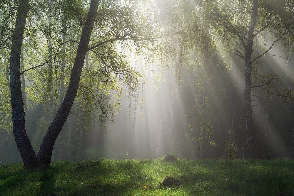 Утро в лесу