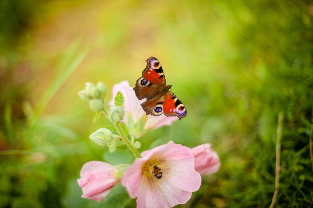 Photograph by Смирнова Настюшка