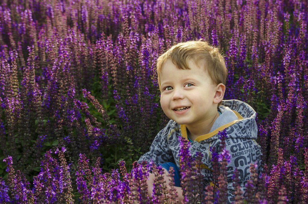 Лавандовый Лев