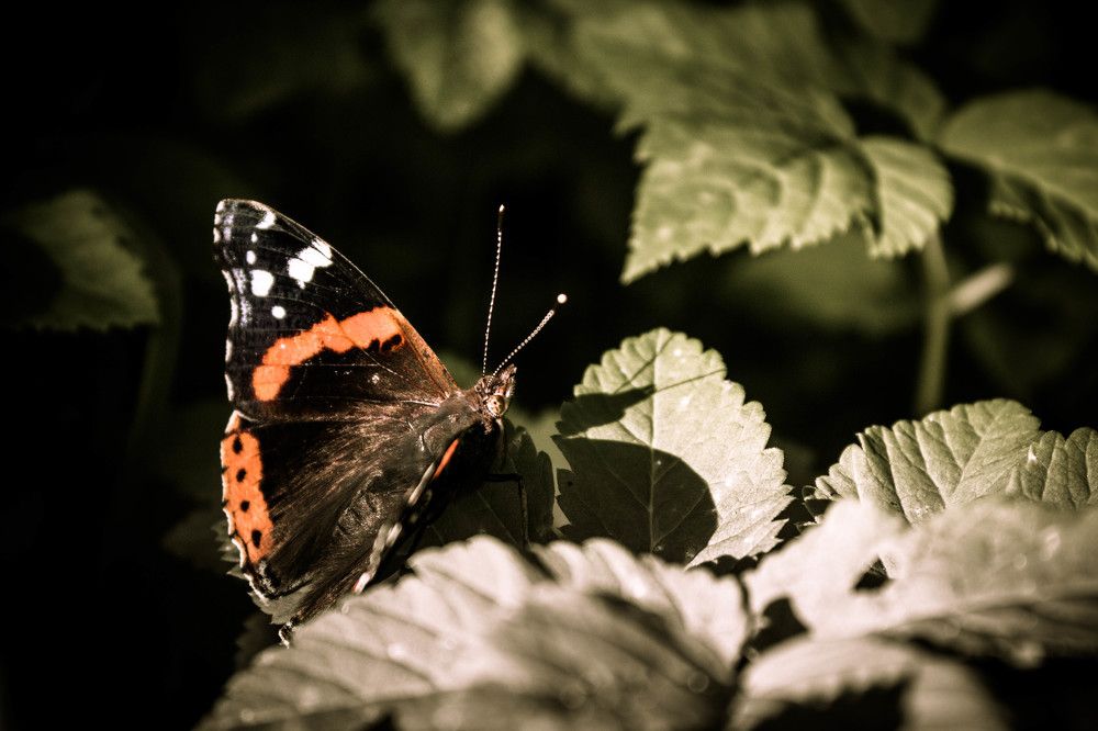 Photograph by Алексей Труханович