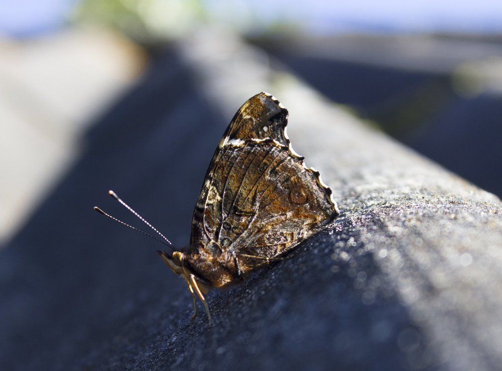 Photograph by Алексей Труханович