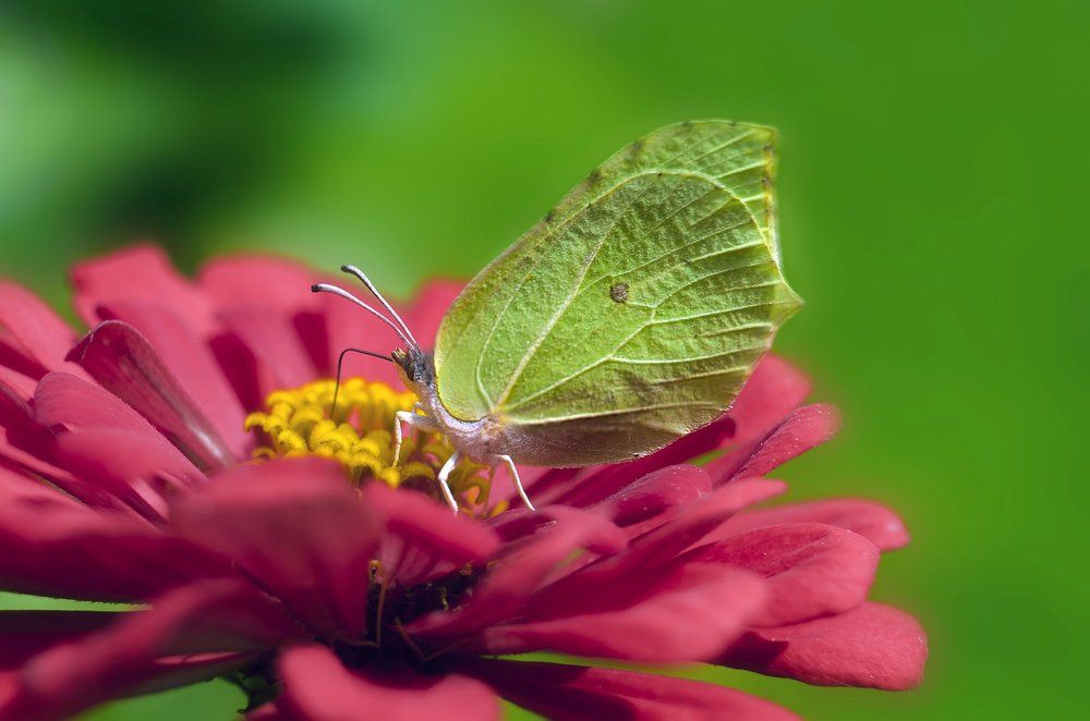 Крушинница в алом царстве