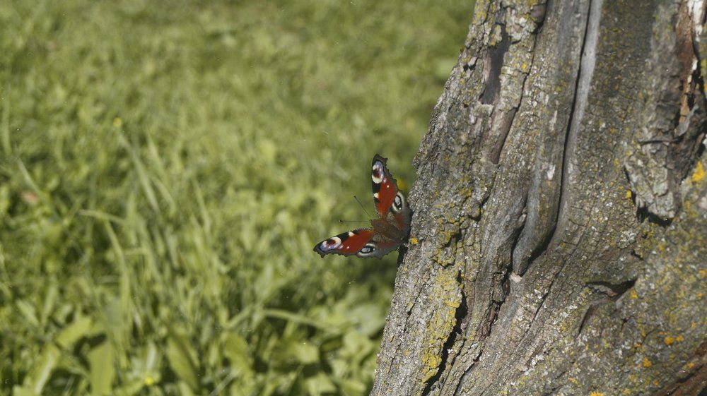 Photograph by Анастасия