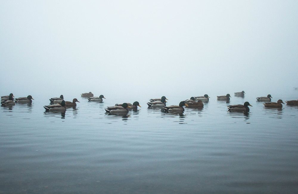 Photograph by Антон