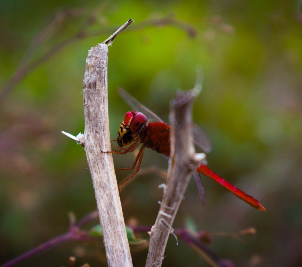 Killer dragon fly