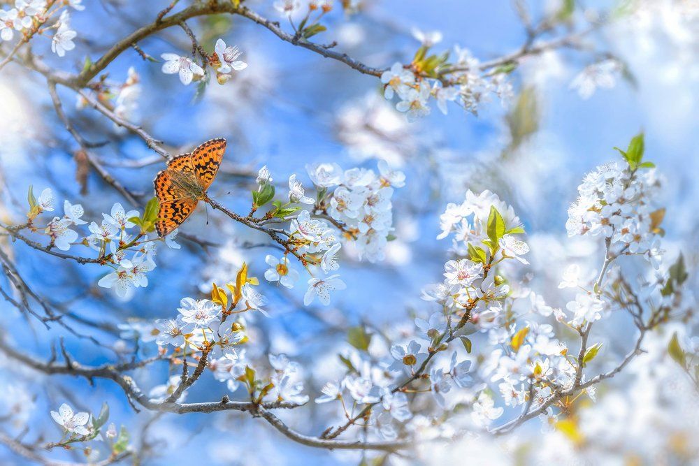 I Still Wait For You