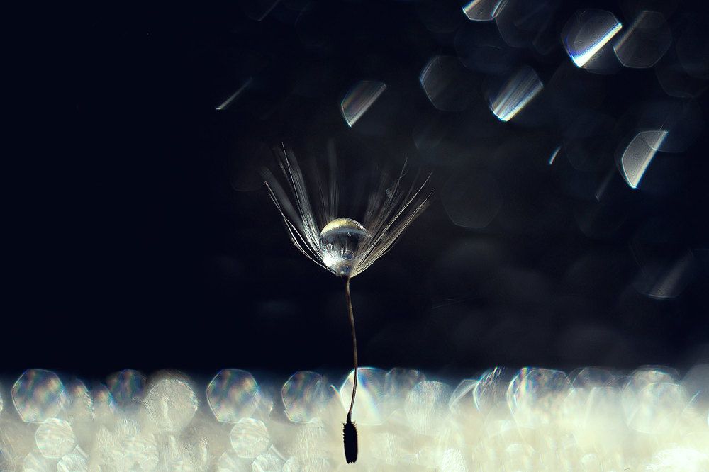 Семя одуванчика