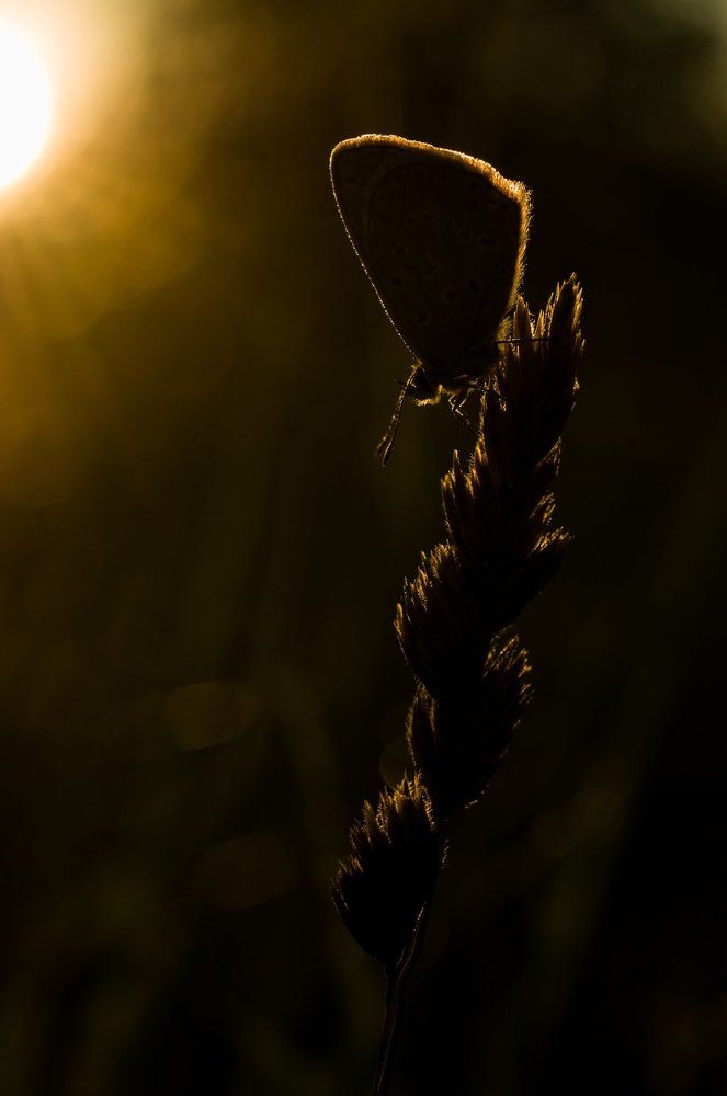 Пеперуда на изгрев