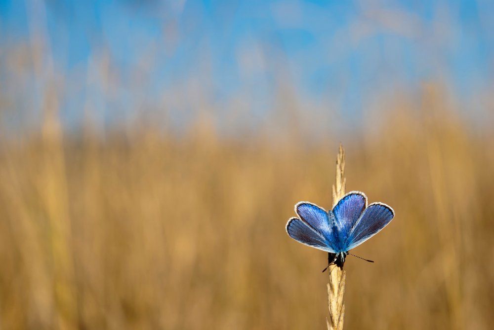 Пеперуда в прегорялата трева