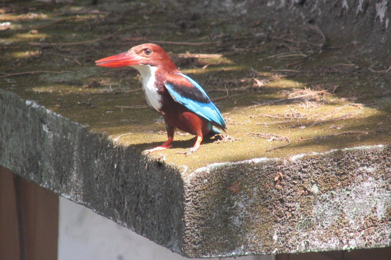 Kingfisher's Urban tour.