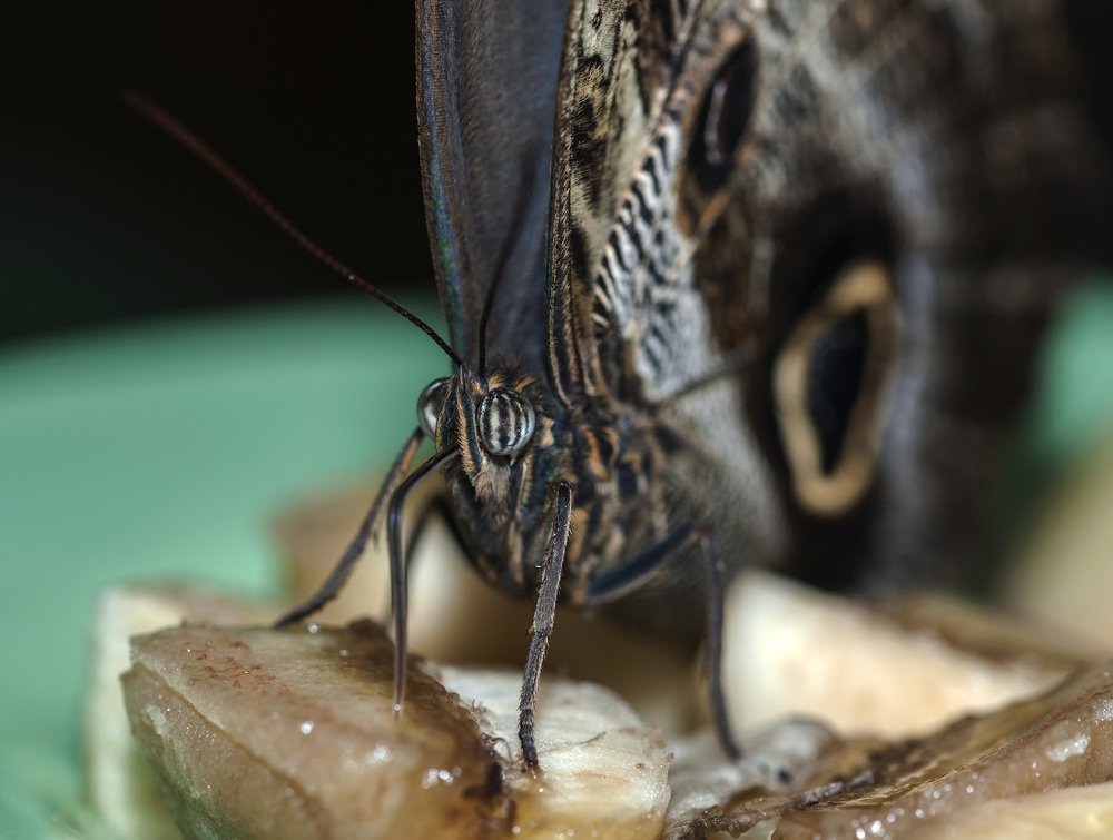 Время трапезы