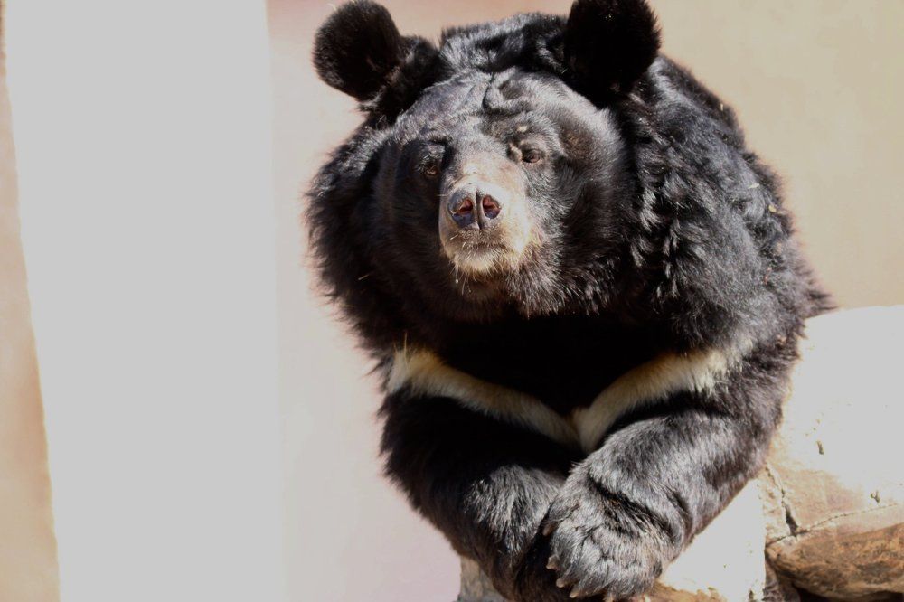 Photograph by abeesh sukumaran