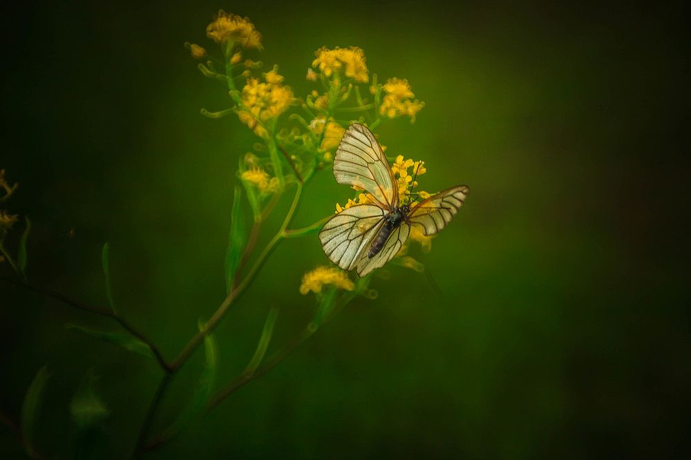 Прозрачность