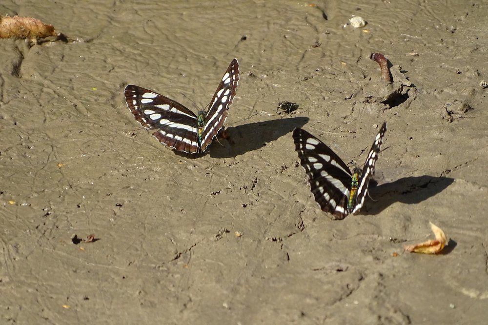 жаркий день