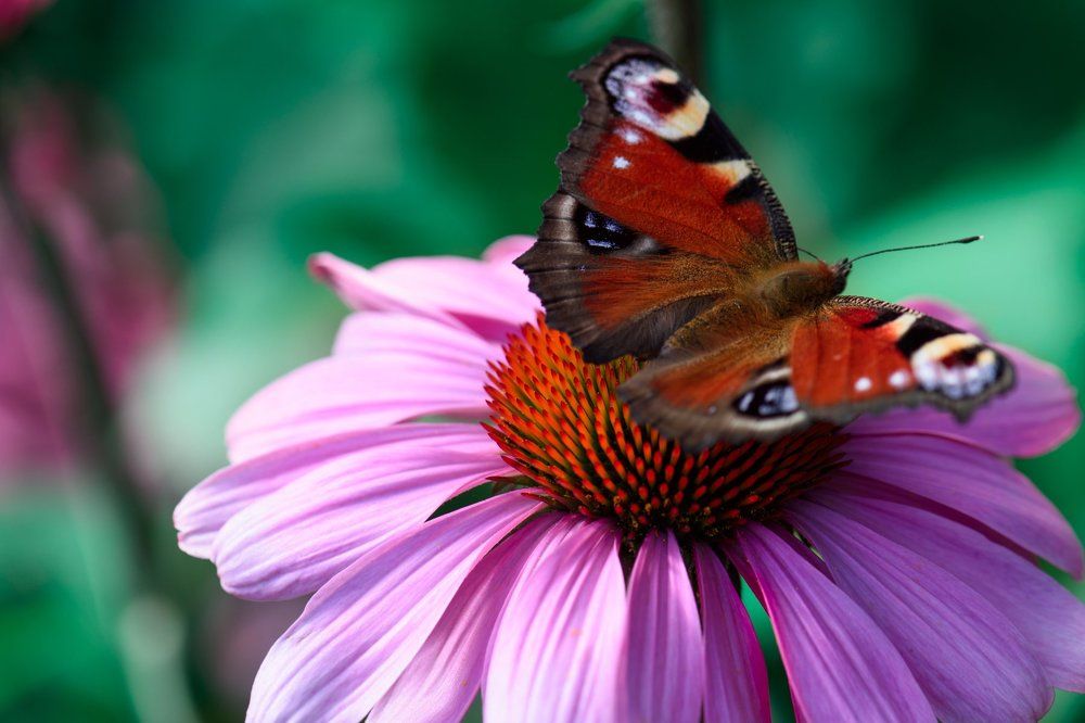 павлиний глаз