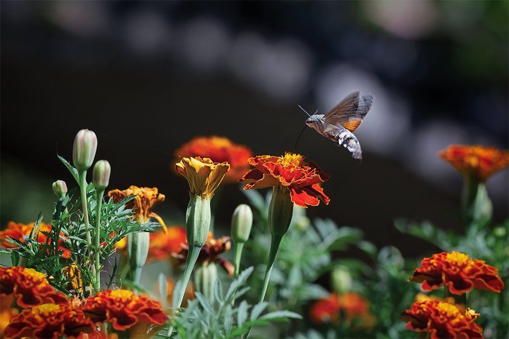 Маленький самолетик