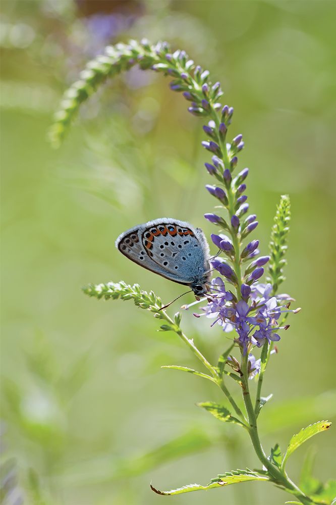 Грация и утонченность