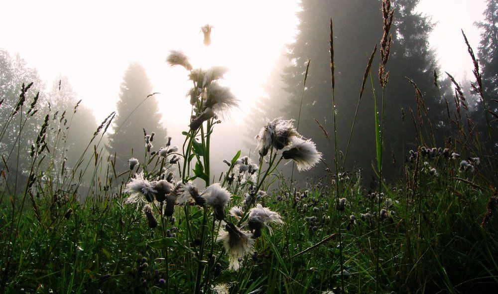 Разгоняя туман