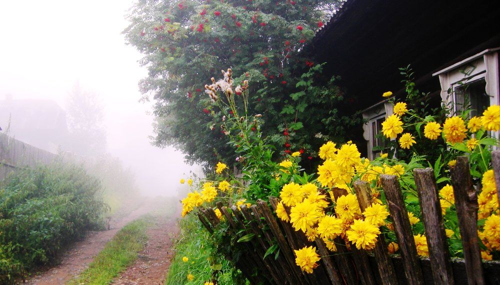 Туманное утро