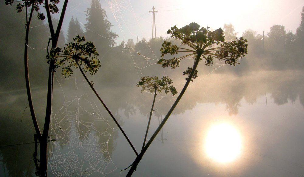 Туманный рассвет