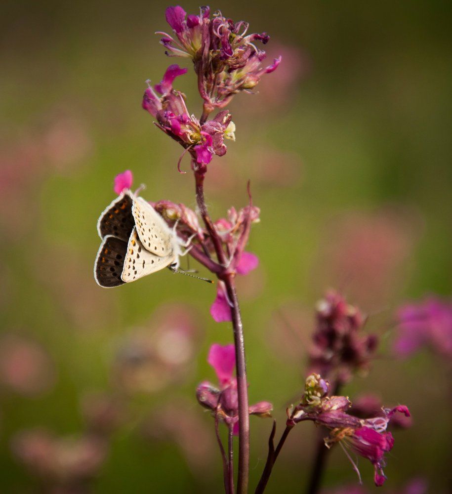 Photograph by Галина Нечипорук
