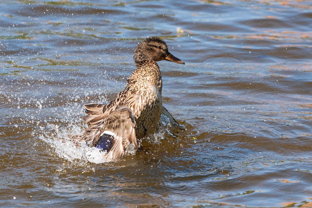 Чистка перышек
