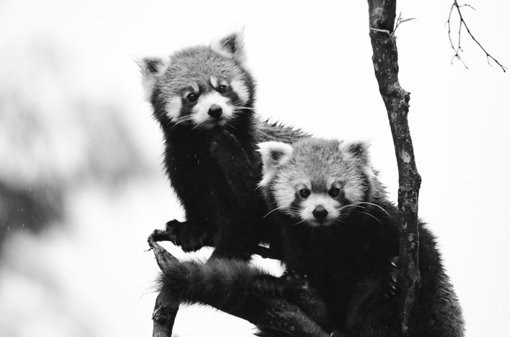 the twin red pandas