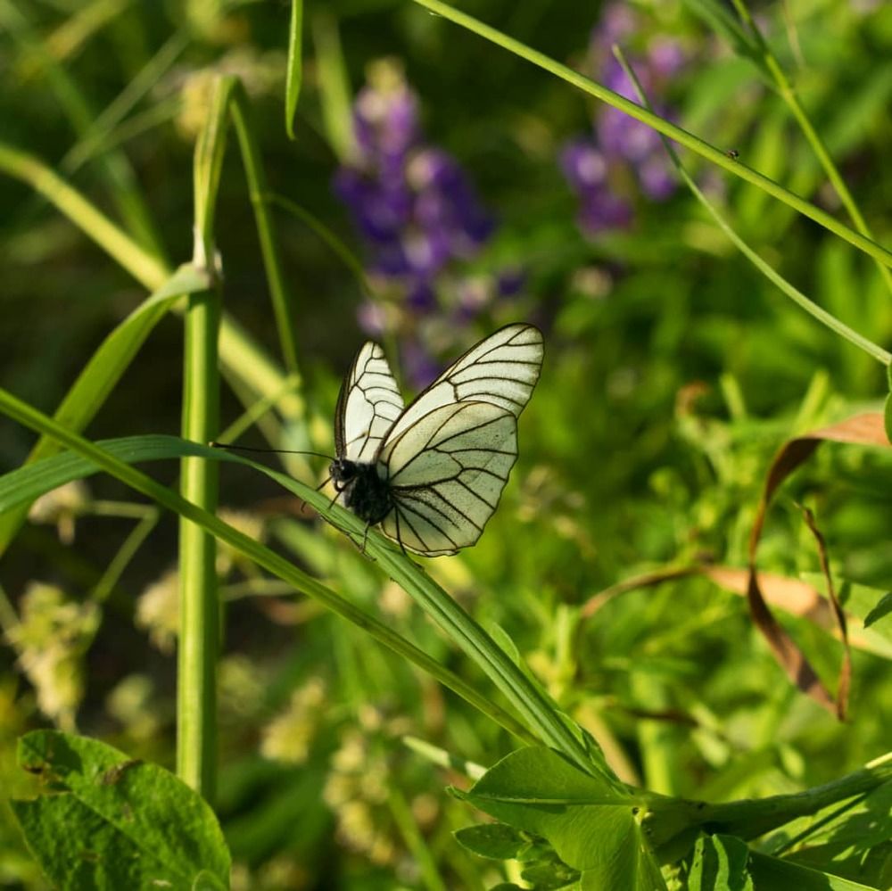 Бабочка-капустница