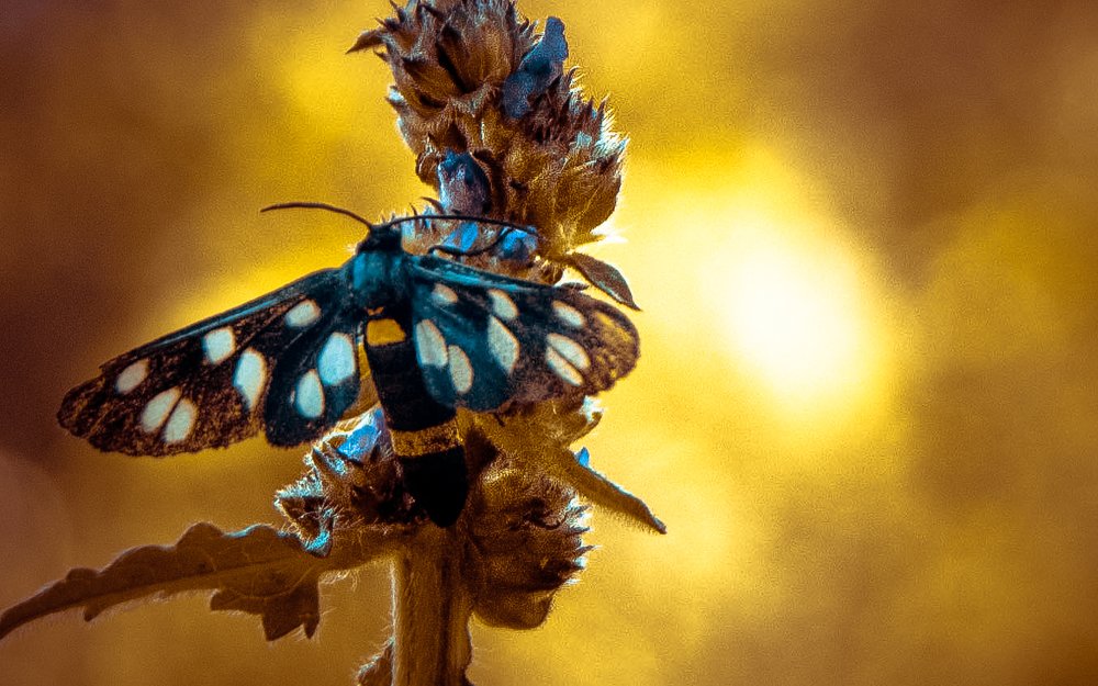 В лучах солнечного света