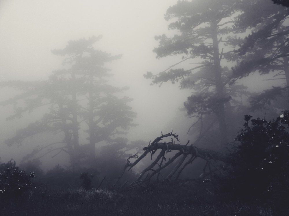 Лесной страж