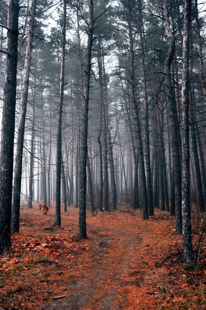 Дорога в туман