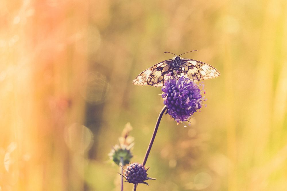 In the light of the sunset