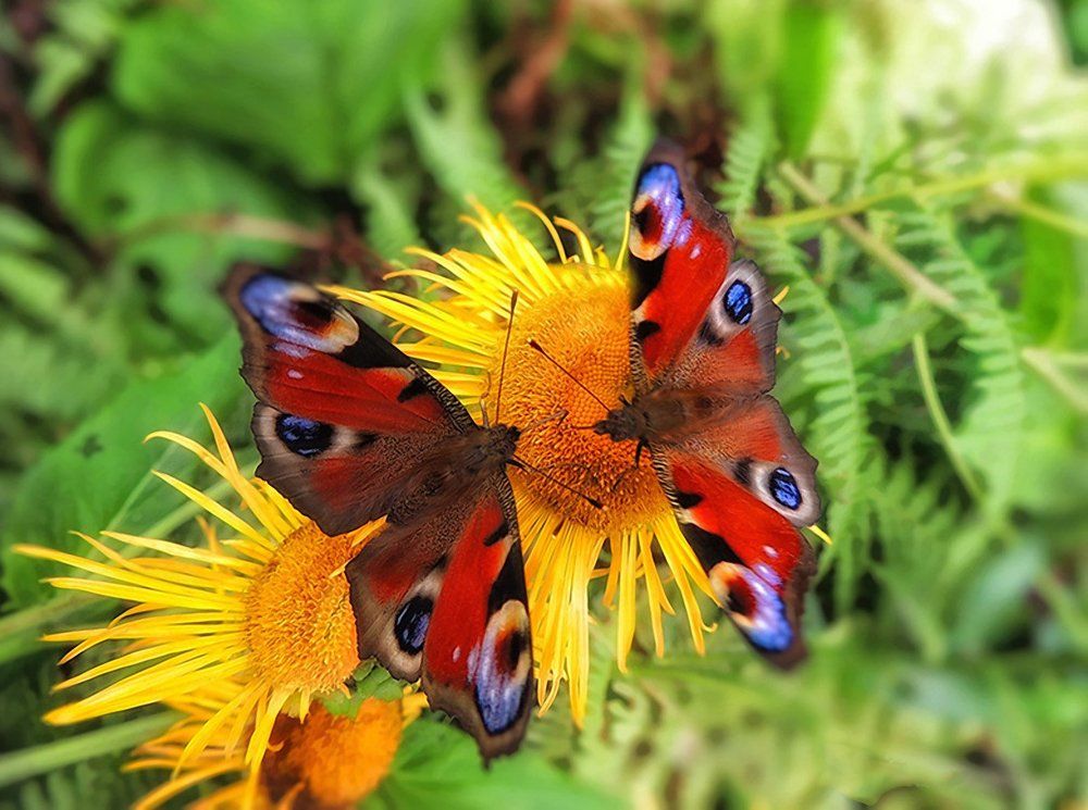 Как в зеркале