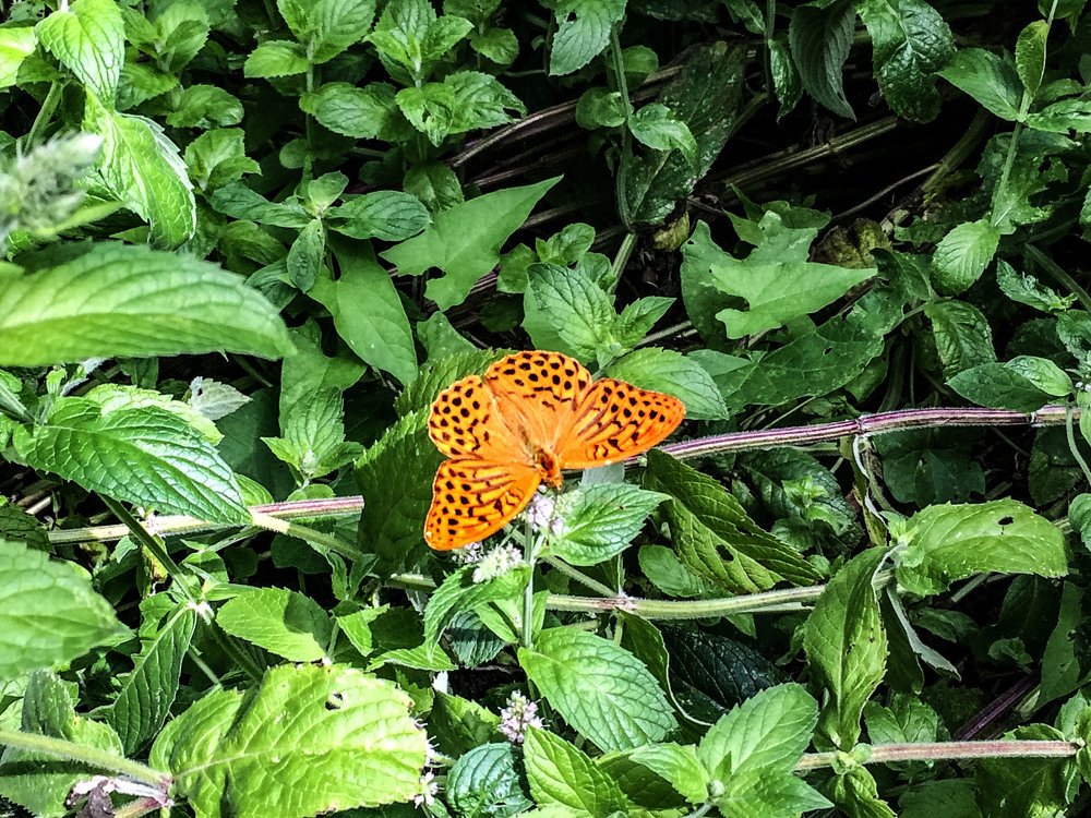 Photograph by Полина Синельникова