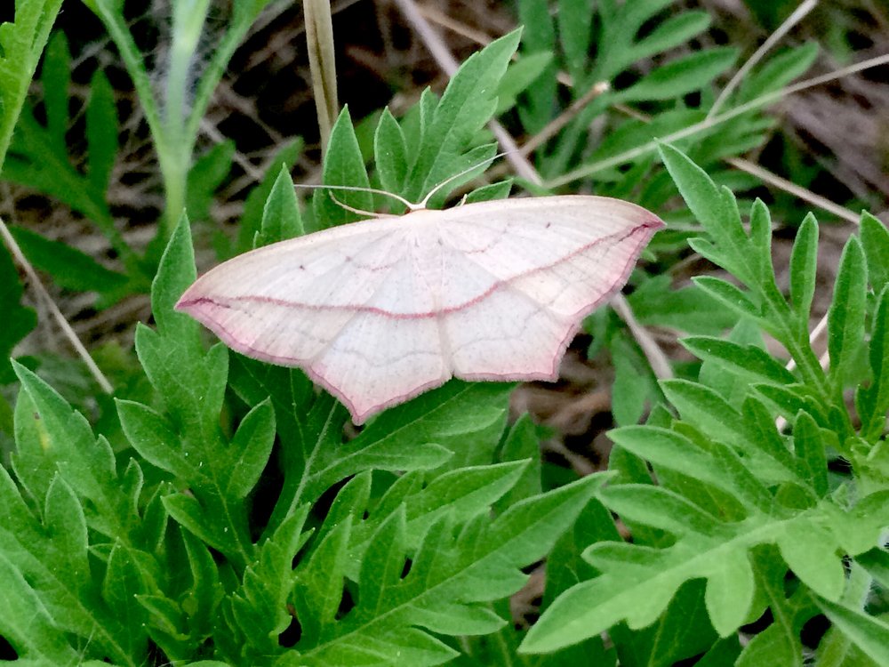 Photograph by Полина Синельникова