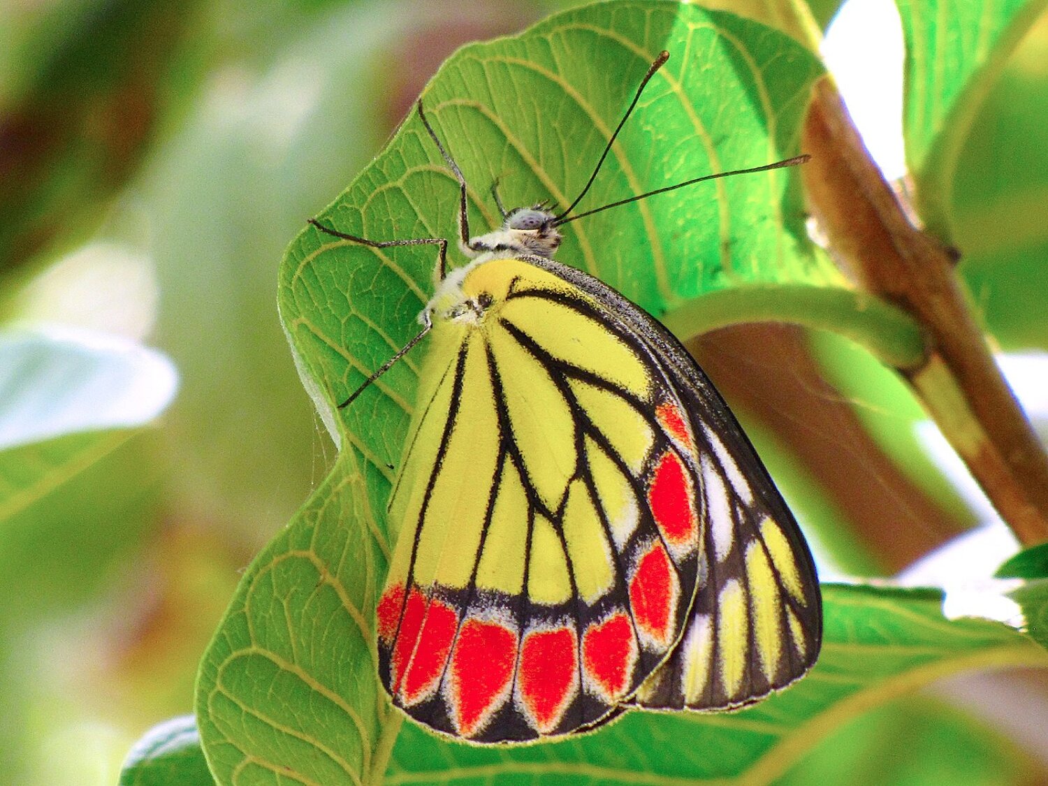 Common Jezebel