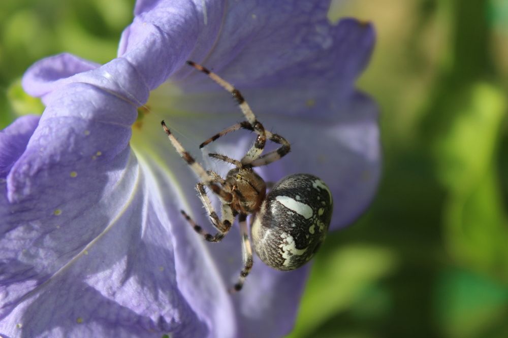 Страшно красивый паук