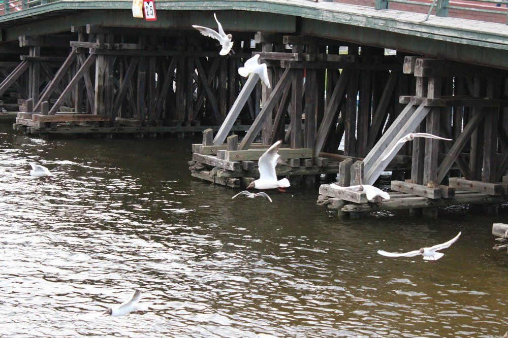 Чайка под мостом