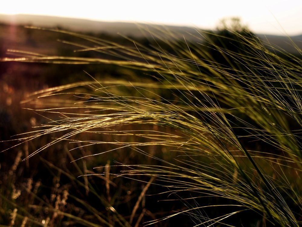 Вечерняя степь