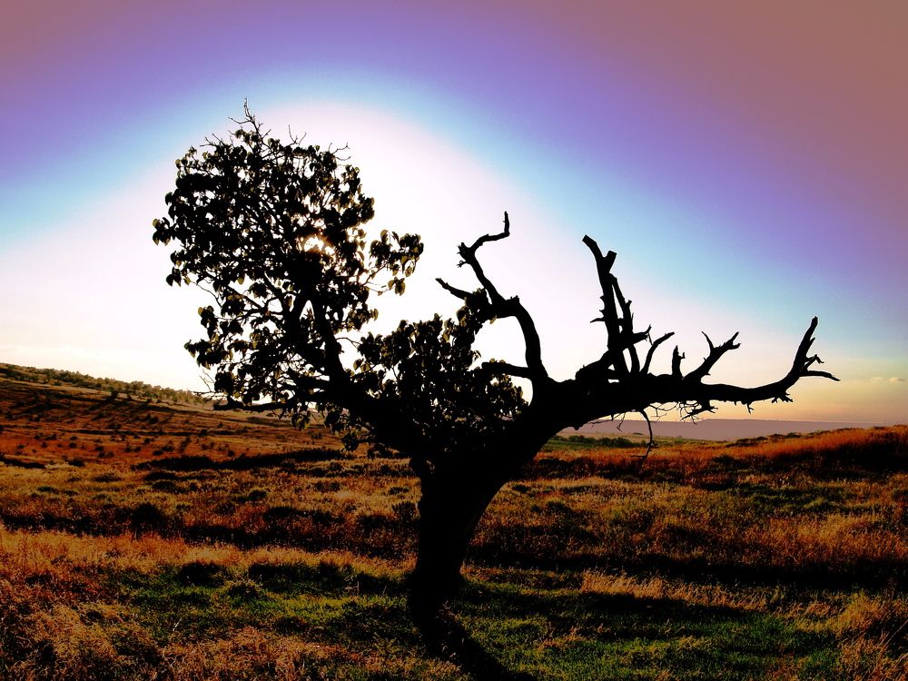 Одинокое дерево