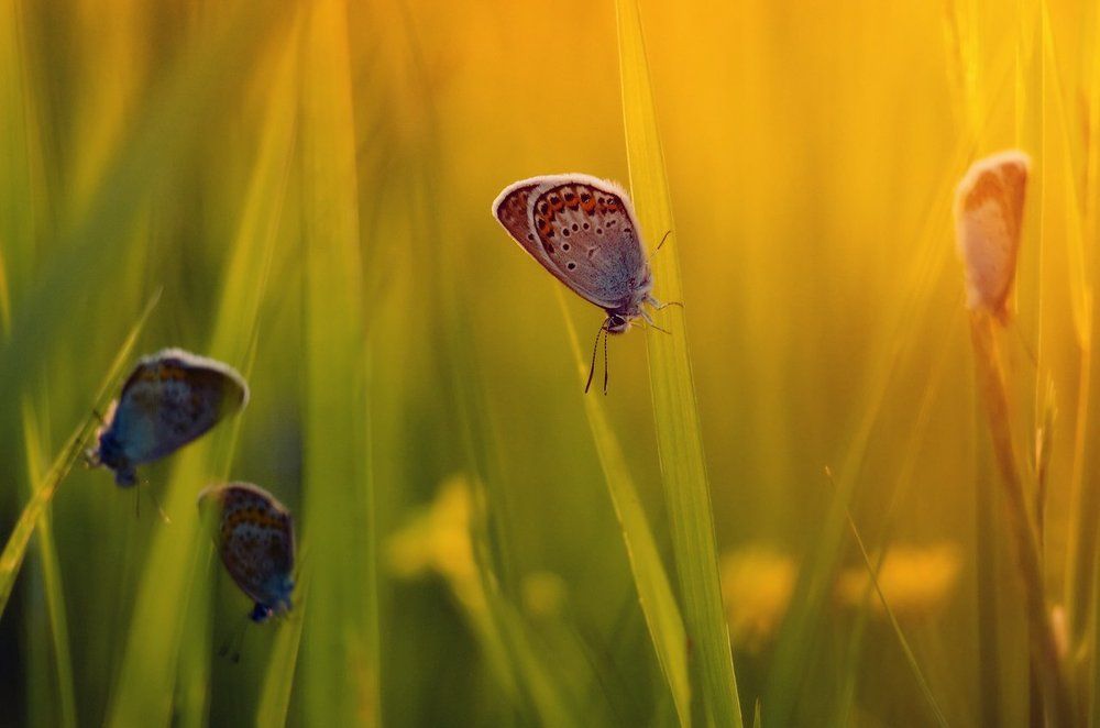 Летним вечером