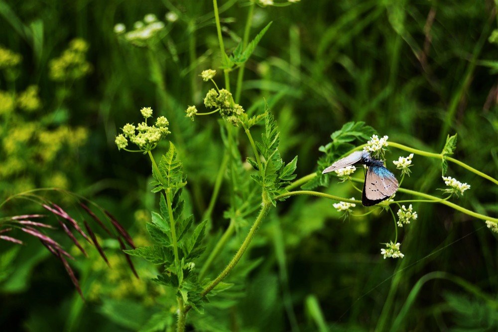 Поцелуй бабочки