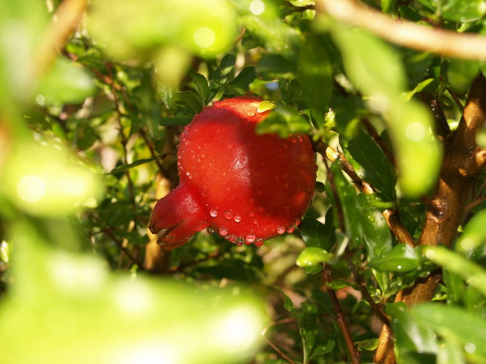 Pomegranate as a symbol of a happy shiny day